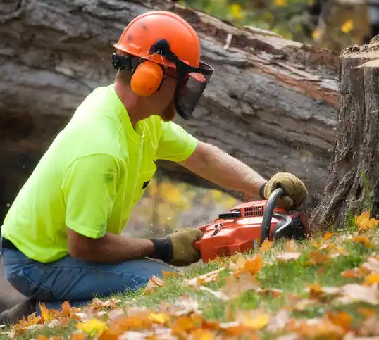tree services Parole